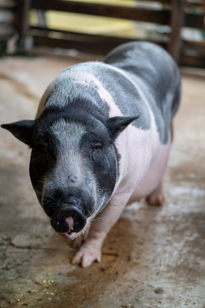 A black and pink pig walking on a farm during the dayの写真素材