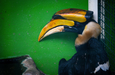 Great hornbill in the zooの写真素材