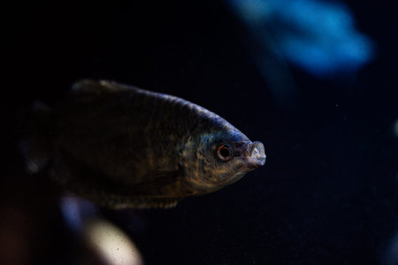 Close-up of a fish swimming in dark water at an aquarium during evening hours