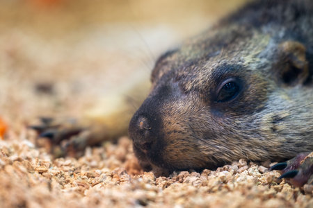 Close-up of a groundhog resting on soft ground in a natural setting during a sunny afternoon in a...