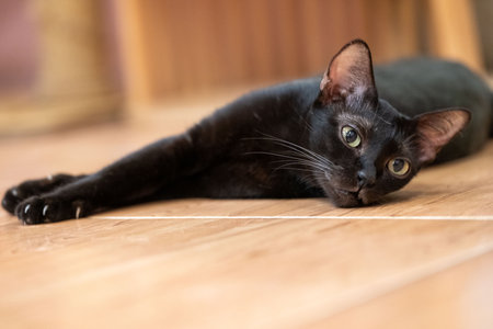 A relaxed black cat lounging on a wooden floor near a cozy home environment in the afternoon sunの写真素材