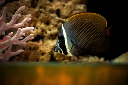 A brightly colored fish glides gracefully near coral formations in an aquarium setting, showcasing...