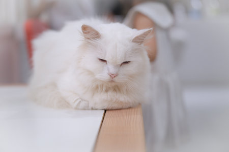 A fluffy white cat lounges peacefully on a wooden table in a bright cafÃÂ©. The atmosphere is calm and relaxed, perfect for enjoying some quiet time.の写真素材