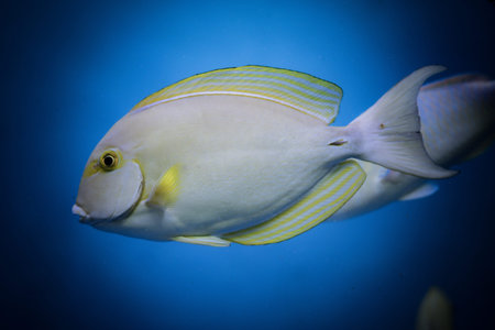 A colorful fish with distinct yellow stripes glides effortlessly through the clear blue water,...