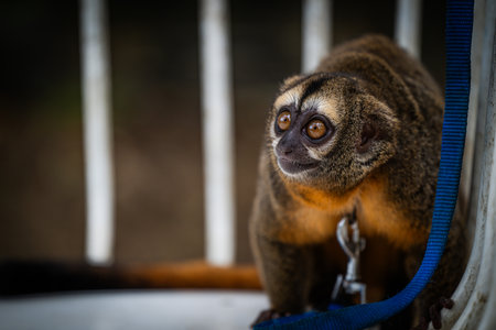 A small monkey with large eyes curiously investigates its surroundings while being gently restrained. The setting is natural, filled with foliage and hints of light.の写真素材