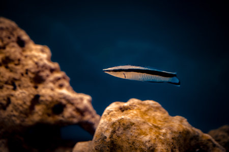A sleek fish glides effortlessly through a colorful underwater environment, navigating around coral...