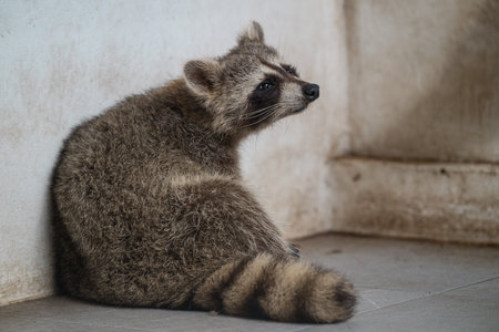 A raccoon sits comfortably against a wall, its fluffy coat and distinctive markings visible. The animal appears calm and observant in a modest, indoor environment.の写真素材