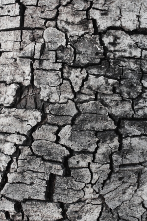 Bark1の写真素材