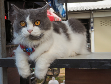 domestic catの写真素材