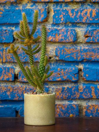 Beautiful cactus in pot.の写真素材