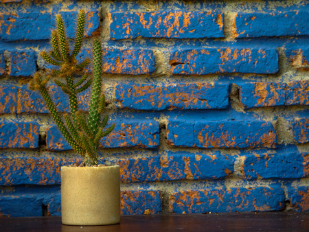Beautiful cactus in pot.の写真素材