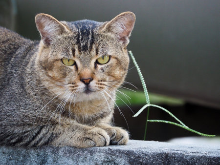 Domestic cat. closeup