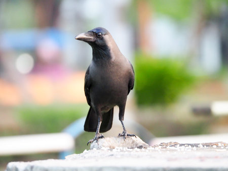 Black crow. Southern Thailand
