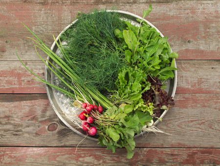 Healthy fresh salad ingredients on a metal round tray with several varieties of leafy green salad, dill and a bunch of crispy peppered radish on a background of old weathered boards with copy spaceの写真素材