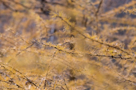 Yellow leaves