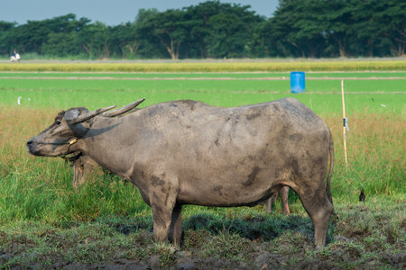 Buffalo playing mud in the farm. Animals used in the past plow.