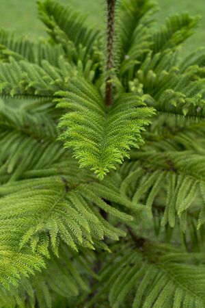 Low light image,Green leaf at afternoon.の写真素材
