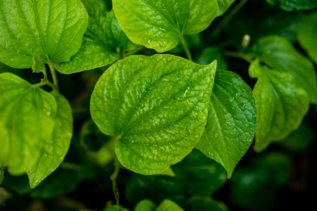 Low light green leaf at sunny background.