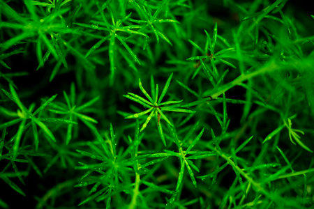 Low light green leaf at sunny background.