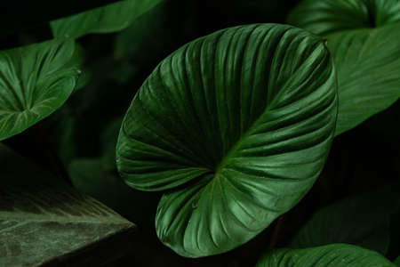 Low light image,Green leaf at afternoon.の写真素材