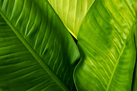 Green leaf texture in the forest at sunny background.