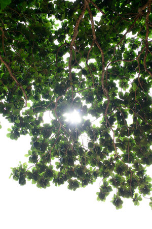 The under the shade of tall trees at cloundy.