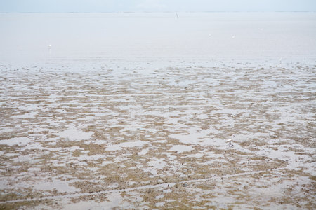 Beach with egret look for food in the Thailand.の写真素材
