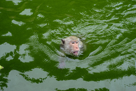 A monkey is swimming in the reservoir.