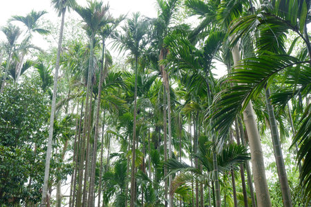 Cloudy sky with under the shade of tall trees.