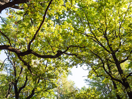 bottom view of branches of oak grove in forest in sunny day at the beginning of autumnの写真素材