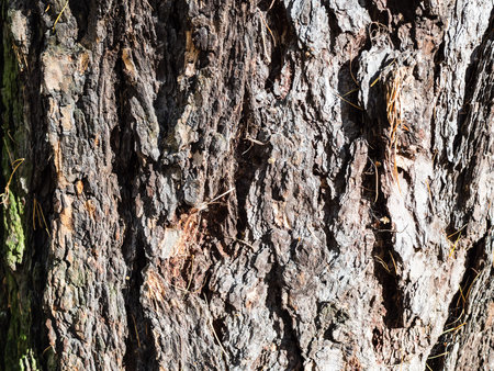 trunk of old larch tree lit by sun in forest of urban park in sunny autumn day
