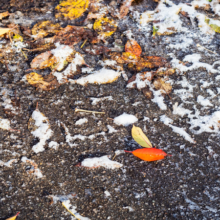 frozen fallen leaves on surface of urban road in frosty autumn dayの写真素材