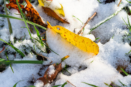 fallen yellow leaves close up in green grass covered with the first snow in frosty autumn dayの写真素材