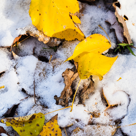 fallen yellow leaves close up on lawn covered with the first snow in cold autumn dayの写真素材
