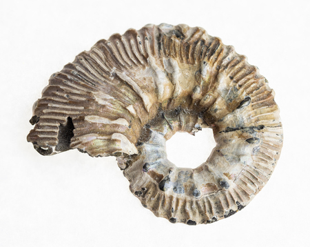 macro photography of natural mineral from geological collection - ancient ammonite shell on white backgroundの写真素材