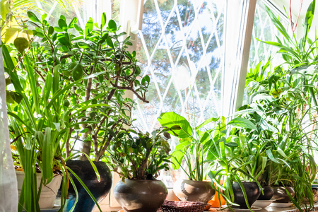 lot of green houseplants in ceramic pots illuminated by sunlight from windowの写真素材