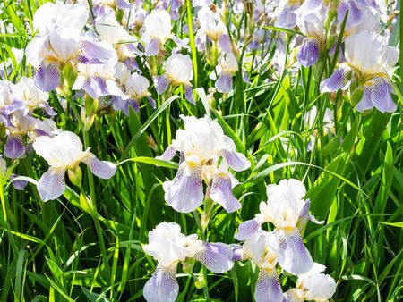 iris flowers at outdoor flowerbed in sunny spring dayの写真素材