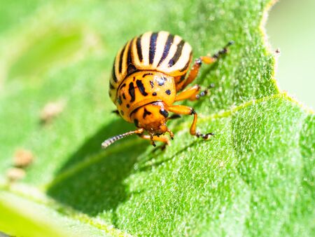 ten-lined potato beetle on eggplant leaf close-up in garden on sunny summer dayの写真素材
