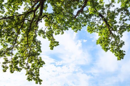 natural background - bottom view of green branches of oak tree and blue sky with white clouds in the Caucasus in summer eveningの写真素材