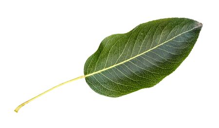fresh green leaf of pear tree cut out on white backgroundの写真素材