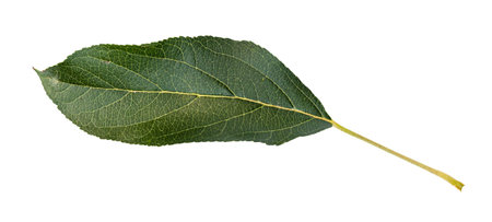 fresh green leaf of apple tree cut out on white background
