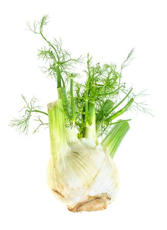 fresh organic Florence fennel with foliage cutout on white backgroundの写真素材