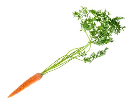 fresh organic garden carrot with greens cutout on white backgroundの写真素材