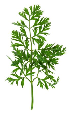 foliage of carrot plant (daucus carota subsp sativus) cutout on white backgroundの写真素材