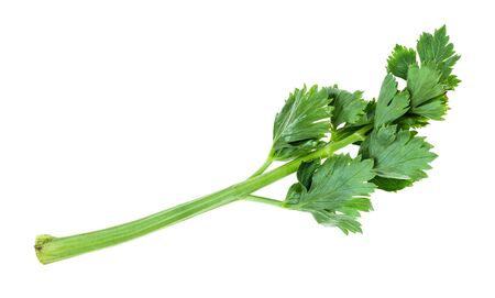 fresh green twig of celery plant cutout on white backgroundの写真素材