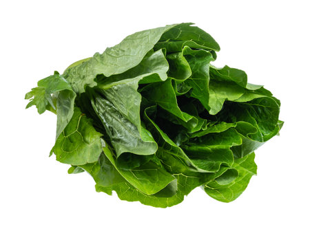 foliage of fresh Romaine lettuce cutout on white background