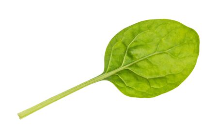 back side of fresh green leaf of baby spinach cutout on white backgroundの写真素材