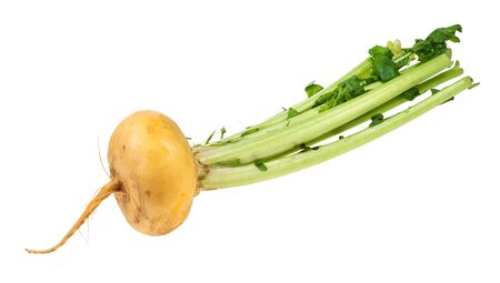 fresh organic yellow turnip with greens cutout on white backgroundの写真素材