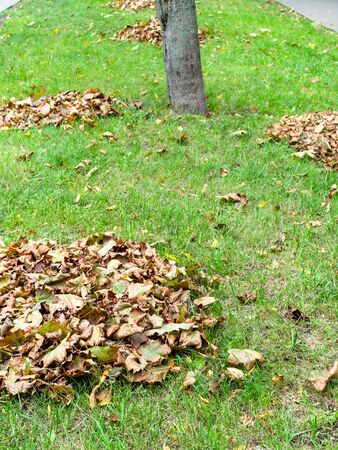 heaps of fallen leaves on green lawn of city street in autumnの写真素材