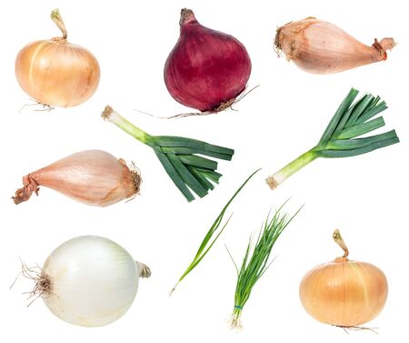 set of various onions cut out on white backgroundの写真素材